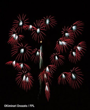 floral shell of shells_ufo